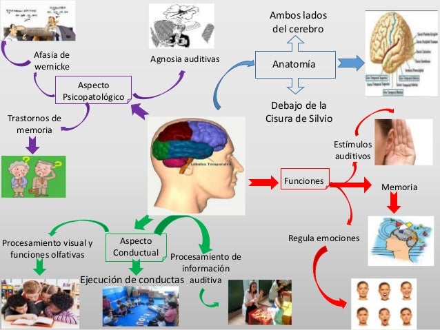 Mapa mental lobulos