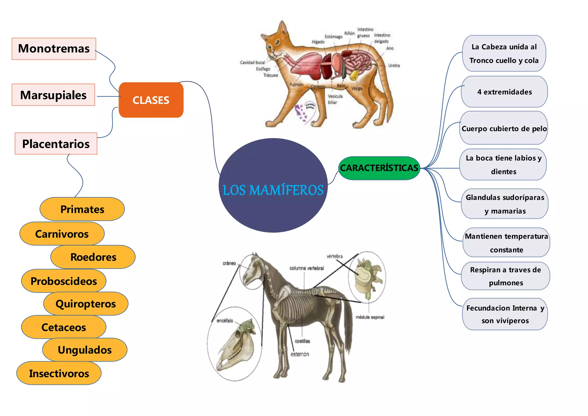 CARACTERÍSTICAS
Monotremas
Marsupiales
Placentarios
4 extremidades
La boca tiene labios y
dientes
Glandulas sudoríparas
y mamarias
Mantienen temperatura
constante
CLASES
LOS MAMÍFEROS
Fecundacion Interna y
son vivíperos
Respiran a traves de
pulmones
Cuerpo cubierto de pelo
La Cabeza unida al
Tronco cuello y cola
Carnivoros
Roedores
Proboscideos
Quiropteros
Cetaceos
Ungulados
Insectivoros
Primates