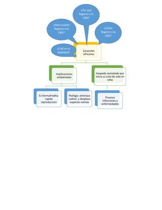 Caracoles
africanos
Implicaciones
ambientales
Es hermafrodita:
rapida
reproduccion
fitofago: amenaza
cultivo y desplaza
especies nativas
hospeda nematodo que
inicia su ciclo de vida en
rafas
Provoca
infecciones y
enfermedades
¿Cuál es su
debilidad?
¿Cómo
llegaron a la
CBO?
¿Por qué
llegaron a la
CBO?
¿Hace cuánto
llegaron a la
CBO?
 