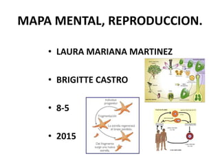 MAPA MENTAL, REPRODUCCION.
• LAURA MARIANA MARTINEZ
• BRIGITTE CASTRO
• 8-5
• 2015
 