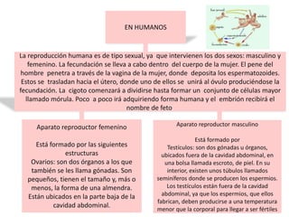 EN HUMANOS
La reproducción humana es de tipo sexual, ya que intervienen los dos sexos: masculino y
femenino. La fecundación se lleva a cabo dentro del cuerpo de la mujer. El pene del
hombre penetra a través de la vagina de la mujer, donde deposita los espermatozoides.
Estos se trasladan hacia el útero, donde uno de ellos se unirá al óvulo produciéndose la
fecundación. La cigoto comenzará a dividirse hasta formar un conjunto de células mayor
llamado mórula. Poco a poco irá adquiriendo forma humana y el embrión recibirá el
nombre de feto.
Aparato reproductor femenino
Está formado por las siguientes
estructuras
Ovarios: son dos órganos a los que
también se les llama gónadas. Son
pequeños, tienen el tamaño y, más o
menos, la forma de una almendra.
Están ubicados en la parte baja de la
cavidad abdominal.
Aparato reproductor masculino
Está formado por
Testículos: son dos gónadas u órganos,
ubicados fuera de la cavidad abdominal, en
una bolsa llamada escroto, de piel. En su
interior, existen unos túbulos llamados
seminíferos donde se producen los espermios.
Los testículos están fuera de la cavidad
abdominal, ya que los espermios, que ellos
fabrican, deben producirse a una temperatura
menor que la corporal para llegar a ser fértiles
 