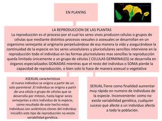 EN PLANTAS
LA REPRODUCCION DE LAS PLANTAS
La reproducción es el proceso por el cual los seres vivos producen células o grupos de
células que mediante distintos procesos sexuales o asexuales se desarrollan en un
organismo semejante al originario perpetuándose de esa manera la vida y asegurándose la
continuidad de la especie en los seres unicelulares y pluricelulares sencillos interviene en la
reproducción todo el individuo en las formas pluricelulares mas sencillas la reproducción
queda limitada únicamente a un grupo de células ( CELULAS GERMINALES) se desarrolla en
órganos especializados GONADAS mientras que el resto del individuo o SOMA pierde la
capacidad de reproducción, o bien solo lo hace de manera asexual o vegetativa
ASEXUAL características
el nuevo individuo se origina a partir de un
solo parenteral .El individuo se origina a partir
de una célula o grupo de células que se
desarrolla por mitosis, hasta lograr seres
semejantes a otro individuo de la especie,
como resultado de este hecho estos
individuos son auténticos clones del individuo
inicialEn este tipo de reproducción no existe
variabilidad genética.
SEXUAL.Tiene como finalidad aumentar
muy rápido en numero de individuos de
la especie. Inconveniente: como no
existe variabilidad genética, cualquier
suceso que afecte a un individuo afecta
a toda la población.
 