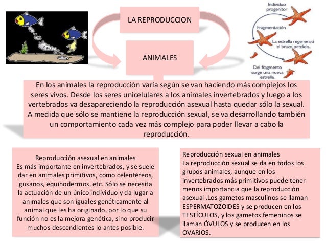 Mapa mental, reproduccion