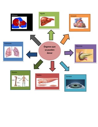 Hígado
           Riñones                                Corazón




Pulmones
                               Órganos que              Páncreas

                                se pueden
                                  donar




           Huesos
                     Tejidos
                                             Corneas
 