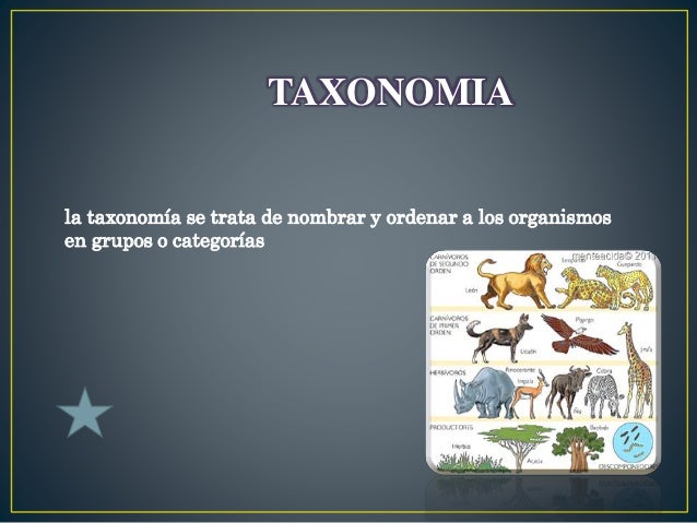 MAPA MENTAL"TAXONOMÍA"
