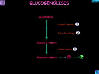 GLUCOGENÓLISIS 
GLUCÓGENO 
Glucosa-1-fosfato 
Glucógeno fosforilasa 
Enzima desramificante 
Glucosa-6-fosfato 
Fosfoglucomutasa 
1 
2 
3 
GG Co 
OTRA VÍA 
 