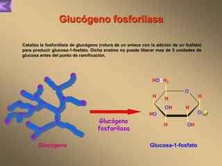 Glucógeno fosforilasa 
Cataliza la fosforólisis de glucógeno (rotura de un enlace con la adición de un fosfato) 
para producir glucosa-1-fosfato. Dicha enzima no puede liberar mas de 5 unidades de 
glucosa antes del punto de ramificación. 
Glucógeno 
fosforilasa 
HOCH2 
Glucógeno Glucosa-1-fosfato 
O 
OH 
OH 
HO 
O 
H 
H 
H 
H 
H 
P 
 