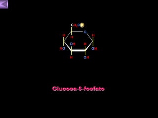 H 
OH 
O 
H 
OH 
CH2O 
H 
OH 
H 
HO 
H 
P 
Glucosa-6-fosfato 
 