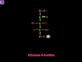 CH2OH 
C 
O 
OH C H 
H C OH 
CH2O P 
Xilulosa-5-fosfato 
 