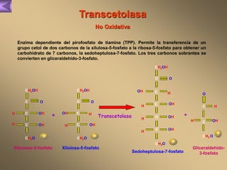 Transcetolasa 
No Oxidativa 
Enzima dependiente del pirofosfato de tiamina (TPP). Permite la transferencia de un 
grupo cetol de dos carbonos de la xilulosa-5-fosfato a la ribosa-5-fosfato para obtener un 
carbohidrato de 7 carbonos, la sedoheptulosa-7-fosfato. Los tres carbonos sobrantes se 
convierten en gliceraldehído-3-fosfato. 
Transcetolasa 
CH2OH 
C 
O 
H C OH 
H C OH 
CH2O 
P 
+ 
CH2OH 
C 
O 
OH C H 
H C OH 
CH2O 
P 
Ribulosa-5-fosfato Xilulosa-5-fosfato 
CH2OH 
C 
O 
CH2O 
P 
OH C 
H 
C OH 
H 
H C OH 
C OH 
H 
Sedoheptulosa-7-fosfato 
+ 
O 
C 
CH2 O 
H 
H C OH 
P 
Gliceraldehído- 
3-fosfato 
 