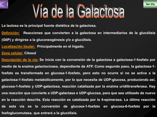 La lactosa es la principal fuente dietética de la galactosa. 
Definición: Reacciones que convierten a la galactosa en intermediarios de la glucólisis 
(G6P) y dirigirse a la gluconeogénesis y/o a glucólisis. 
Localización tisular: Principalmente en el hígado. 
Zona celular: Citosol 
Descripción de la vía: Se inicia con la conversión de la galactosa a galactosa-1-fosfato por 
medio de la enzima galactocinasa, dependiente de ATP. Como segundo paso, la galactosa-1- 
fosfato es transformada en glucosa-1-fosfato, pero esto no ocurre si no se activa a la 
galactosa-1-fosfato metabólicamente, por lo que necesita de UDP-glucosa, produciendo así, 
glucosa-1-fosfato y UDP-galactosa, reacción catalizada por la enzima uridiltransferasa. Hay 
una reacción que convierte a UDP-galactasa a UDP-glucosa, para que sea utilizado de nuevo 
en la reacción descrita. Esta reacción es catalizada por la 4-epimerasa. La última reacción 
de esta vía es la conversión de glucosa-1-fosfato en glucosa-6-fosfato por la 
fosfoglucomutasa, que entrará a la glucólisis. 
Ver Vía 
 