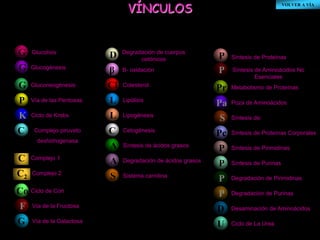VÍNCULOS VOLVER A VÍA 
P Síntesis de Proteínas 
P Síntesis de Aminoácidos No 
Esenciales 
Síntesis de Proteínas Corporales 
Desaminación de Aminoácidos 
Glucolisis 
Glucogénesis 
Gluconeogénesis 
Vía de las Pentosas 
Ciclo de Krebs 
G 
G 
P 
K 
β B- oxidación 
Cl 
Colesterol 
L Lipólisis 
L Lipogénesis 
C Cetogénesis 
GG 
C Complejo piruvato 
deshidrogenasa 
C 
1 
Complejo 1 
C2 
Complejo 2 S Sistema carnitina 
Co Ciclo de Cori 
D Degradación de cuerpos 
cetónicos 
A Síntesis de ácidos grasos 
A Degradación de ácidos grasos 
Pr Metabolismo de Proteínas 
Pa Poza de Aminoácidos 
S Síntesis de: 
Pc 
P Síntesis de Pirimidinas 
P Síntesis de Purinas 
P Degradación de Pirimidinas 
P Degradación de Purinas 
D 
U Ciclo de La Urea 
F Vía de la Fructosa 
G Vía de la Galactosa 
 