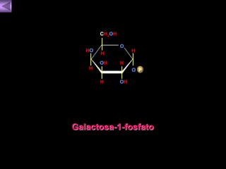 H 
O 
O 
H 
OH 
CH2OH 
H 
OH 
HO 
H 
H 
P 
Galactosa-1-fosfato 
 