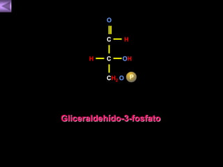 O 
C 
H C OH 
CH2 O 
H 
P 
Gliceraldehído-3-fosfato 
 