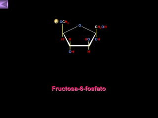 HO OH 
OH 
O 
OCH2 P 
H 
H 
H 
CH2OH 
Fructosa-6-fosfato 
 