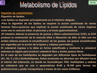 Ver Vía 
Digestión de carbohidratos: 
Digestión de lípidos: 
-Los lípidos se degradan principalmente en el intestino delgado. 
-Para la digestión de los lípidos se requiere la acción combinada de varios 
factores físico-químicos que implican la acción combinada de varios órganos 
como son la vesícula biliar, el páncreas y el tracto gastrointestinal. 
-El intestino detecta la presencia de grasas y libera colecistocinina( CCK), la CCK 
produce la contracción de la vesícula biliar y liberación de bilis, la bilis con los 
ácidos biliares produce la emulsificación de las grasas, las grasas emulsificadas 
son sigeridas por la acción de la lipasa y colipasa pancreática. 
El colesterol ingresa a la dieta en forma esterificada y mediante la colesterol 
esterasa se digiere para producir colesterol libre y ácidos grasos libres. 
En el caso de los fosfolípidos se degradan por diferentes tipos de fosfolipasas 
(A1, A2, C y D) y lisofosfolipasas. Estos productos se absorben por difusión hacia 
el interior del enterocito, en donde se reconstituyen TAG, fosfolípidos y esteres 
de colesterol que se une a apoproteínas B-48 y B-100 para formar los 
quilomicrones y poder transportarse a través de los vasos linfáticos. 
 