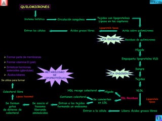 QUILOMICRONES 
Sistema linfático Circulación sanguínea Tejidos con lipoproteínas 
Lipasa en los capilares 
Entran las células Ácidos grasos libres 
Lipoproteín lipasa 
Actúa sobre quilomicrones 
VÍA EXÓGENA 
Residuos de quilimicrones 
Hígado 
Empaqueta lipoproteína VLD 
Sangre 
Tejidos 
VLDL 
Lipoproteín 
lipasa 
IDL Residuos 
Libera Ácidos grasos libres 
Entran a la célula 
VÍA ENDÓGENA 
HDL recoge colesterol Hígado 
Se convierten 
en LDL 
Contienen colesterol 
Entran a los tejidos 
formando un endosoma 
 Formar parte de membranas 
 Formar vitamina D (piel) 
 Sintetizar hormonas 
esteroides (glándulas) 
 Ácidos biliares 
Se utiliza para formar 
Lipasa lisosomal 
Se asocia al 
lisosoma 
liberando 
aminoácidos 
Colesterol libre 
Se forman 
gotas 
de ésteres de 
colesterol 
METABOLISMO 
DE 
LIPOPROTEÍNAS 
OTRA VÍA 
 
