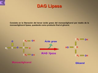 DAG Lipasa 
Consiste en la liberación del tercer ácido graso del monoacilglicerol por medio de la 
monoacilglicerol lipasa, quedando como producto final el glicerol. 
Ácido graso 
MAG lipasa 
CH2 
O C 
CH2 
OH 
H 
H 
O 
C 
CH2 
HO CH 
Monoacilglicerol Glicerol 
R2 
O CH2 
OH 
OH 
 