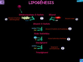 LIPOGÉNESIS 
Dihidroxiacetona-3-fosfato Glicerol 
Glicerol-3-fosfato 
AcilCoA 
CoA 
Ácido fosfatídico 
H2O 
Pi 
Diacilglicerol 
Ácido fosfatidico fosfatasa 
Triacilglicerol 
Diaglicerol 
aciltransferasa 
AcilCoA 
CoA 
Glicerol-3 fosfato Aciltransferasa 
NADH+H 
NAD+ 
ATP 
ADP 
Glicerol-3 fosfato 
deshidrogenasa 
1 Glicerol cinasa 
1a 1b 
2 
3 
4 
GG 
OTRA VÍA 
 