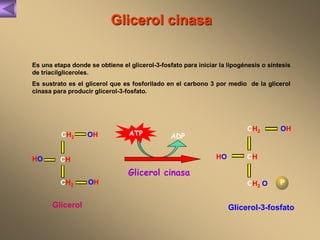 Glicerol cinasa 
Es una etapa donde se obtiene el glicerol-3-fosfato para iniciar la lipogénesis o síntesis 
de triacilgliceroles. 
Es sustrato es el glicerol que es fosforilado en el carbono 3 por medio de la glicerol 
cinasa para producir glicerol-3-fosfato. 
ATP ADP 
Glicerol cinasa 
CH2 
HO CH 
CH2 
OH 
OH 
CH2 
HO CH 
CH2 O 
OH 
P 
Glicerol Glicerol-3-fosfato 
 