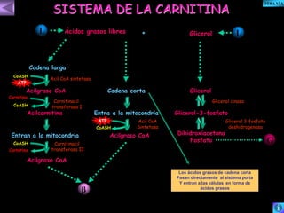 SISTEMA DE LA CARNITINA 
Ácidos grasos libres + 
Glicerol 
Glicerol 
Glicerol cinasa 
Glicerol-3-fosfato 
Glicerol 3-fosfato 
deshidrogenasa 
Dihidroxiacetona 
Fosfato 
Cadena larga 
Acil CoA sintetasa 
Acilgraso CoA 
Carnitina 
Carnitinacil 
transferasa I 
Acilcarnitina 
Entran a la mitocondria 
Carnitinacil 
transferasa II 
Acilgraso CoA 
Cadena corta 
Entra a la mitocondria 
Los ácidos grasos de cadena corta 
Pasan directamente al sistema porta 
Y entran a las células en forma de 
ácidos grasos 
Acil CoA 
Sintetasa 
Acilgraso CoA 
ATP 
ATP 
CoASH 
CoASH 
CoASH 
Carnitina 
CoASH 
GG 
L L 
β 
OTRA VÍA 
 