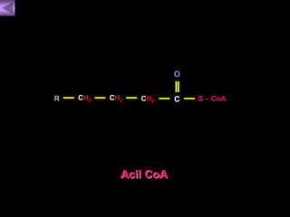 O 
R CHCH2 
2 CH S – CoA 2 C 
Acil CoA 
 