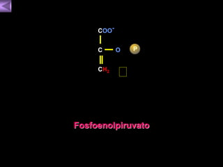 COO-C 
CH2 
O P 
Fosfoenolpiruvato 
 