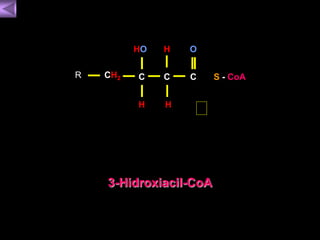 HO H 
CH2 R C C 
H 
H 
O 
C 
3-Hidroxiacil-CoA 
S - CoA 
 