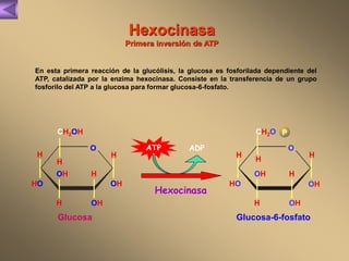 Hexocinasa 
Primera inversión de ATP 
En esta primera reacción de la glucólisis, la glucosa es fosforilada dependiente del 
ATP, catalizada por la enzima hexocinasa. Consiste en la transferencia de un grupo 
fosforilo del ATP a la glucosa para formar glucosa-6-fosfato. 
Hexocinasa 
OH 
OH 
OH 
Glucosa Glucosa-6-fosfato 
HO 
CH2OH 
O 
H 
H 
H 
H 
H 
ATP ADP 
OH 
OH 
OH 
HO 
CH2O 
O 
H 
H 
H 
H 
H 
P 
 