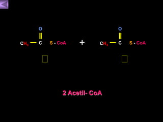 2 Acetil- CoA 
O 
CH3 C 
O 
S - CoA + CH3 C 
S - CoA 
 
