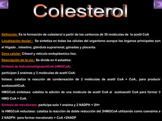 Definición: Es la formación de colesterol a partir de los carbonos de 30 moléculas de la acetil CoA 
Localización tisular:: Se sintetiza en todas las células del organismo aunque los órganos principales son 
el Hígado , intestino, glándula suprarrenal, gónadas y placenta. 
Zona celular: Citosol y retículo endoplásmico liso. 
Descripción de la vía:: Se divide en 4 estadios: 
Síntesis de hidroximetilglutarilCoA (HMGCoA). 
participan 2 enzimas y 3 moléculas de acetil CoA: 
tiolasa: cataliza la reacción de condensación de 2 moléculas de acetil CoA + CoA., para producir 
acetoacetilCoA. 
HMGCoA sintetasa: cataliza la adición de una molécula de acetil CoA al acetoacetil CoA para formar 3 
HMG CoA + CoA. 
Síntesis de mevalonato: participa solo 1 enzima y 2 NADPH + 2H+ 
la HMGCoA reductasa: cataliza la reacción de doble reducción del 3HMGCoA utilizando como coenzima a 
2 NADPH para formar mevalonato + CoA +2NADP 
 