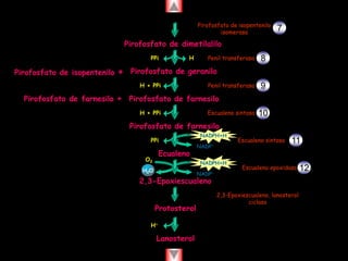 Pirofosfato de isopentenilo 
isomerasa 
Pirofosfato de dimetilalilo 
PPi H 
Pirofosfato de geranilo 
Pirofosfato de farnesilo 
Pirofosfato de isopentenilo + 
Pirofosfato de farnesilo + 
Penil transferasa 
H + PPi Penil transferasa 
H + PPi Escualeno sintasa 
Pirofosfato de farnesilo 
PPi 
NADPH+H 
NADP+ 
Ecualeno 
NADPH+H 
NADP+ 
O2 
H2O 
2,3-Epoxiescualeno 
Escualeno sintasa 
Escualeno epoxidasa 
Protosterol 
2,3-Epoxiescualeno, lanosterol 
ciclasa 
H+ 
Lanosterol 
7 
8 
9 
10 
11 
12 
 