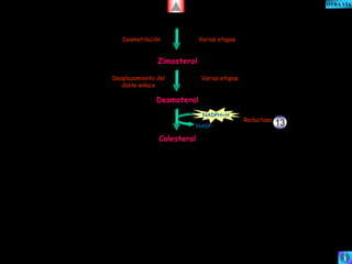 Desmetilación Varias etapas 
Zimosterol 
Desplazamiento del Varias etapas 
Desmoterol 
doble enlace 
Colesterol 
NADPH+H 
NADP+ 
Reductasa 13 
OTRA VÍA 
 