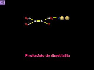 C 
H3C 
H3C 
C 
CHO 
2 P P 
H 
Pirofosfato de dimetilalilo 
 