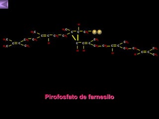 CH2 
H 
C 
CH2 
Pirofosfato de farnesilo 
C 
CH2 
C C 
CH3 
CH3 H 
CH2 
C C 
H3C 
CH2 
H 
CH2 
P 
C 
CH2 
C C 
H3C 
H3C 
CH2 
C 
C 
CH3 
C 
H3C 
P 
H H 
CH3 
H 
CH3 
CH2 
C 
 