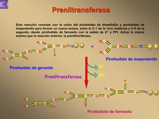 Preniltransferasa 
Esta reacción consiste con la unión del pirofosfato de dimetilalilo y pirofosfato de 
isopentenilo para formar un nuevo enlace, entre el C-1 de la 1era molécula y C-4 de la 
segunda, dando pirofosfato de farnesilo con la salida de H+ y PPi. Actúa la misma 
enzima que la reacción anterior, la preniltranferasa. 
H3C 
C P P 
Pirofosfato de geranilo 
Preniltransferasa 
H3C 
+ C 
H3C 
Pirofosfato de isopentenilo 
H3C 
H 
Pirofosfato de farnesilo 
CH2 
C O 
H 
CH2 
CH2 
C C 
H3C 
H3C H 
H+ 
PPi 
CH2 CH2 O P P 
H3C 
CH2 
C 
O 
H 
CH2 
P 
C 
CH2 
C C 
H3C 
H3C H 
CH2 
C 
C CH2 P 
 