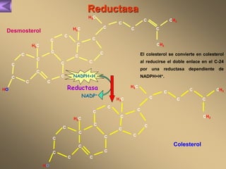 Reductasa 
El colesterol se convierte en colesterol 
al reducirse el doble enlace en el C-24 
por una reductasa dependiente de 
NADPH+H+. 
Colesterol 
Desmosterol 
C 
C 
C 
C 
C 
C 
C 
C 
C 
C 
C 
H3C 
C 
C 
C 
C 
C 
C 
C 
C 
H3C 
C 
C C 
CH3 
CH3 
HO 
H3C 
Reductasa 
C 
C 
C 
C 
C 
C 
C 
C 
C 
C 
C 
H3C 
C 
C 
C 
C 
C 
C 
C 
C 
H3C 
C 
C C 
CH3 
CH3 
HO 
H3C 
NADPH+H 
NADP+ 
 