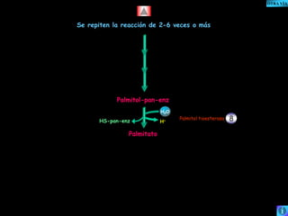 Se repiten la reacción de 2-6 veces o más 
Palmitol-pan-enz 
Palmitato 
H2O 
HS-pan-enz H+ Palmitol tioesterasa 8 
OTRA VÍA 
 
