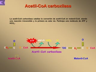 Acetil-CoA carboxilasa 
La acetil-CoA carboxilasa cataliza la converíón de acetil-CoA en malonil-CoA, siendo 
una reacción irreversible y la primera es esta vía. Participa una molécula de ATP y 
HCO-. 
3 
ATP ADP+Pi HCO3 
- H+ 
O 
-OOC S - CoA 
S - CoA CH2 C 
Acetil-CoA carboxilasa 
O 
CH3 C 
Acetil-CoA Malonil-CoA 
 