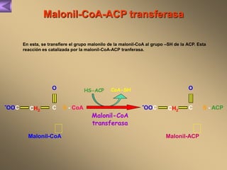 Malonil-CoA-ACP transferasa 
En esta, se transfiere el grupo malonilo de la malonil-CoA al grupo –SH de la ACP. Esta 
reacción es catalizada por la malonil-CoA-ACP tranferasa. 
HS-ACP CoA-SH 
Malonil-CoA 
transferasa 
O 
-OOC S - CoA 
CH2 C 
Malonil-CoA 
O 
-OOC S - ACP 
CH2 C 
Malonil-ACP 
 
