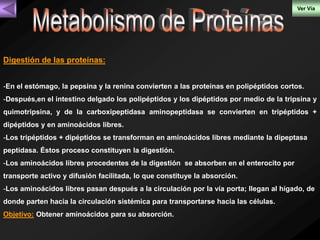 Digestión de las proteínas: 
Ver Vía 
-En el estómago, la pepsina y la renina convierten a las proteínas en polipéptidos cortos. 
-Después,en el intestino delgado los polipéptidos y los dipéptidos por medio de la tripsina y 
quimotripsina, y de la carboxipeptidasa aminopeptidasa se convierten en tripéptidos + 
dipéptidos y en aminoácidos libres. 
-Los tripéptidos + dipéptidos se transforman en aminoácidos libres mediante la dipeptasa 
peptidasa. Éstos proceso constituyen la digestión. 
-Los aminoácidos libres procedentes de la digestión se absorben en el enterocito por 
transporte activo y difusión facilitada, lo que constituye la absorción. 
-Los aminoácidos libres pasan después a la circulación por la vía porta; llegan al hígado, de 
donde parten hacia la circulación sistémica para transportarse hacia las células. 
Objetivo: Obtener aminoácidos para su absorción. 
 