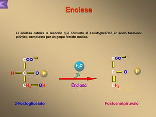 Enolasa 
La enolasa cataliza la reacción que convierte al 2-fosfoglicerato en ácido fosfoenol 
pirúvico, compuesto por un grupo fosfato enólico. 
Enolasa 
COO 
C 
OH 
2-Fosfoglicerato Fosfoenolpiruvato 
H 
CH2 
O P 
COO 
C 
CH2 
O P 
H2O 
 