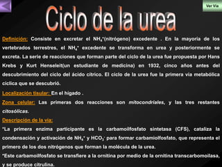 Ver Vía 
+(nitrógeno) excedente . En la mayoría de los 
Definición: Consiste en excretar el NH4 
+ excedente se transforma en urea y posteriormente se 
vertebrados terrestres, el NH4 
excreta. La serie de reacciones que forman parte del ciclo de la urea fue propuesta por Hans 
Krebs y Kurt Henseleit(un estudiante de medicina) en 1932, cinco años antes del 
descubrimiento del ciclo del ácido cítrico. El ciclo de la urea fue la primera vía metabólica 
cíclica que se descubrió. 
Localización tisular: En el hígado . 
Zona celular: Las primeras dos reacciones son mitocondriales, y las tres restantes 
citosólicas. 
Descripción de la vía: 
*La primera enzima participante es la carbamoilfosfato sintetasa (CFS), cataliza la 
condensación y activación de NH+ y HCO4 
3 
- para formar carbamiolfosfato, que representa el 
primero de los dos nitrógenos que forman la molécula de la urea. 
*Este carbamoilfosfato se transfiere a la ornitina por medio de la ornitina transcarbomoilasa, 
y se produce citrulina. 
 