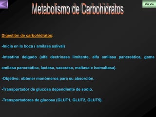 Digestión de carbohidratos: 
-Inicia en la boca ( amilasa salival) 
-Intestino delgado (alfa dextrinasa limitante, alfa amilasa pancreática, gama 
amilasa pancreática, lactasa, sacarasa, maltasa e isomaltasa). 
-Objetivo: obtener monómeros para su absorción. 
-Transportador de glucosa dependiente de sodio. 
-Transportadores de glucosa (GLUT1, GLUT2, GLUT5). 
Ver Vía 
 