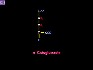 COO-COO- 
CH2 
CH2 
C 
O 
α- Cetoglutarato 
 