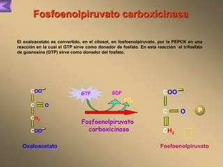 Fosfoenolpiruvato carboxicinasa 
El oxaloacetato es convertido, en el citosol, en fosfoenolpiruvato, por la PEPCK en una 
reacción en la cual el GTP sirve como donador de fosfato. En esta reacción el trifosfato 
de guanosina (GTP) sirve como donador del fosfato. 
GTP GDP COO 
CO2 
Fosfoenolpiruvato 
carboxicinasa 
COO 
C 
CH2 
COO 
O 
C 
CH2 
O P 
Oxaloacetato Fosfoenolpiruvato 
 