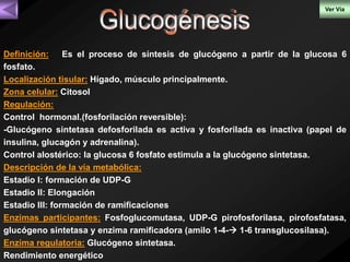 Ver Vía 
Definición: Es el proceso de síntesis de glucógeno a partir de la glucosa 6 
fosfato. 
Localización tisular: Hígado, músculo principalmente. 
Zona celular: Citosol 
Regulación: 
Control hormonal.(fosforilación reversible): 
-Glucógeno sintetasa defosforilada es activa y fosforilada es inactiva (papel de 
insulina, glucagón y adrenalina). 
Control alostérico: la glucosa 6 fosfato estimula a la glucógeno sintetasa. 
Descripción de la vía metabólica: 
Estadio I: formación de UDP-G 
Estadio II: Elongación 
Estadio III: formación de ramificaciones 
Enzimas participantes: Fosfoglucomutasa, UDP-G pirofosforilasa, pirofosfatasa, 
glucógeno sintetasa y enzima ramificadora (amilo 1-4- 1-6 transglucosilasa). 
Enzima regulatoria: Glucógeno sintetasa. 
Rendimiento energético 
 
