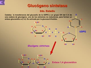 Glucógeno sintetasa 
2do. Estadio 
Cataliza la transferencia del glucosilo de la UDPG a un grupo OH del C-4 de 
una cadena de glucógeno, uno de los extremos no reductores, para formar un 
enlace glucosídico α(1,4). Es activada por la glucosa-6-fosfato. 
H H 
O 
Glucógeno sintetasa 
O 
CH O 2 
H H 
Enlace 1,4 glucosídico 
H 
UDPG 
O 
O 
OH 
OH 
HO 
CH2OH 
O 
H 
H 
H 
P O P O 
OH 
O 
H 
HO OH 
H 
N H 
H N 
O 
OH 
CH2OH 
H H 
OH 
O H 
H 
H 
H O 
H H 
OH 
CH2OH 
OH 
H 
H 
O 
 