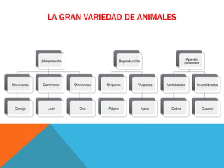 LA GRAN VARIEDAD DE ANIMALES
Alimentación
Hervívoros
Conejo
Carnívoros
León
Omnívoros
Oso
Reproducción
Ovíparos
Pájaro
Vivíparos
Vaca
Aparato
locomotor
Vertebrados
Cebra
Invertebrados
Gusano
 