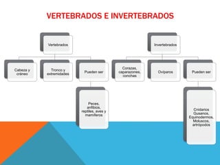 VERTEBRADOS E INVERTEBRADOS
Vertebrados
Cabeza y
cráneo
Tronco y
extremidades
Pueden ser
Peces,
anfibios,
reptiles, aves y
mamíferos
Invertebrados
Corazas,
caparazones,
conchas
Ovíparos Pueden ser
Cnidarios
Gusanos,
Equinodermos,
Moluscos,
artrópodos
 